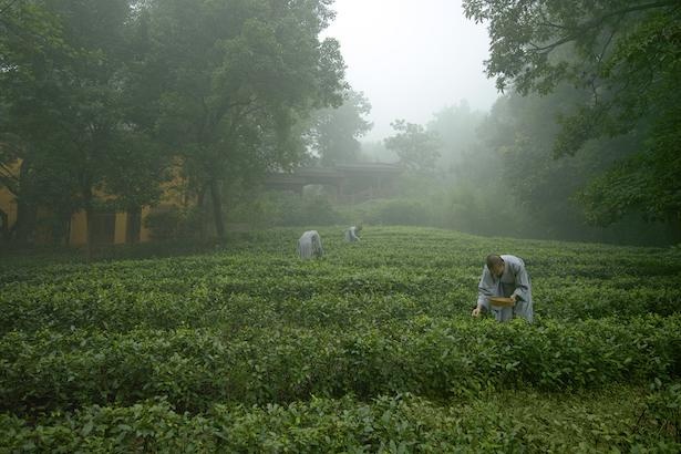 杭州の幻想的な茶畑