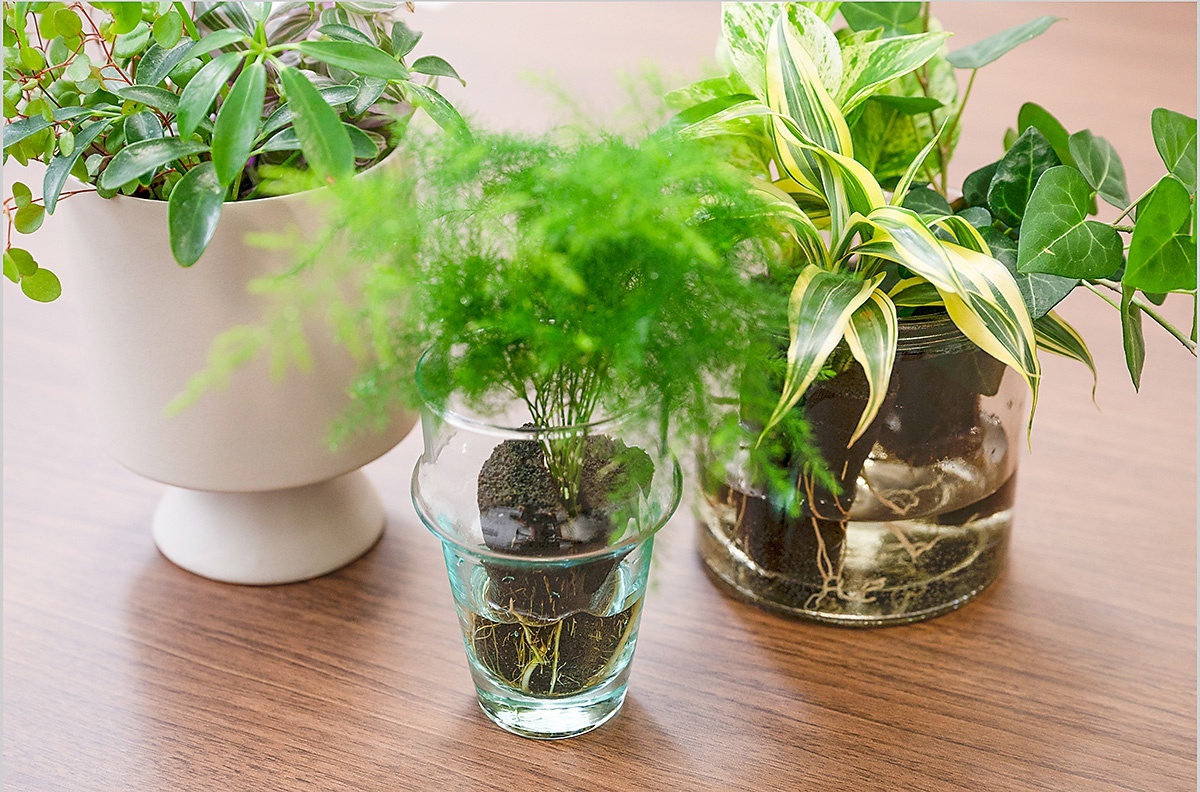 【写真】グラスなどの器に植物を入れて水やりするだけと、簡単に楽しめるのが魅力