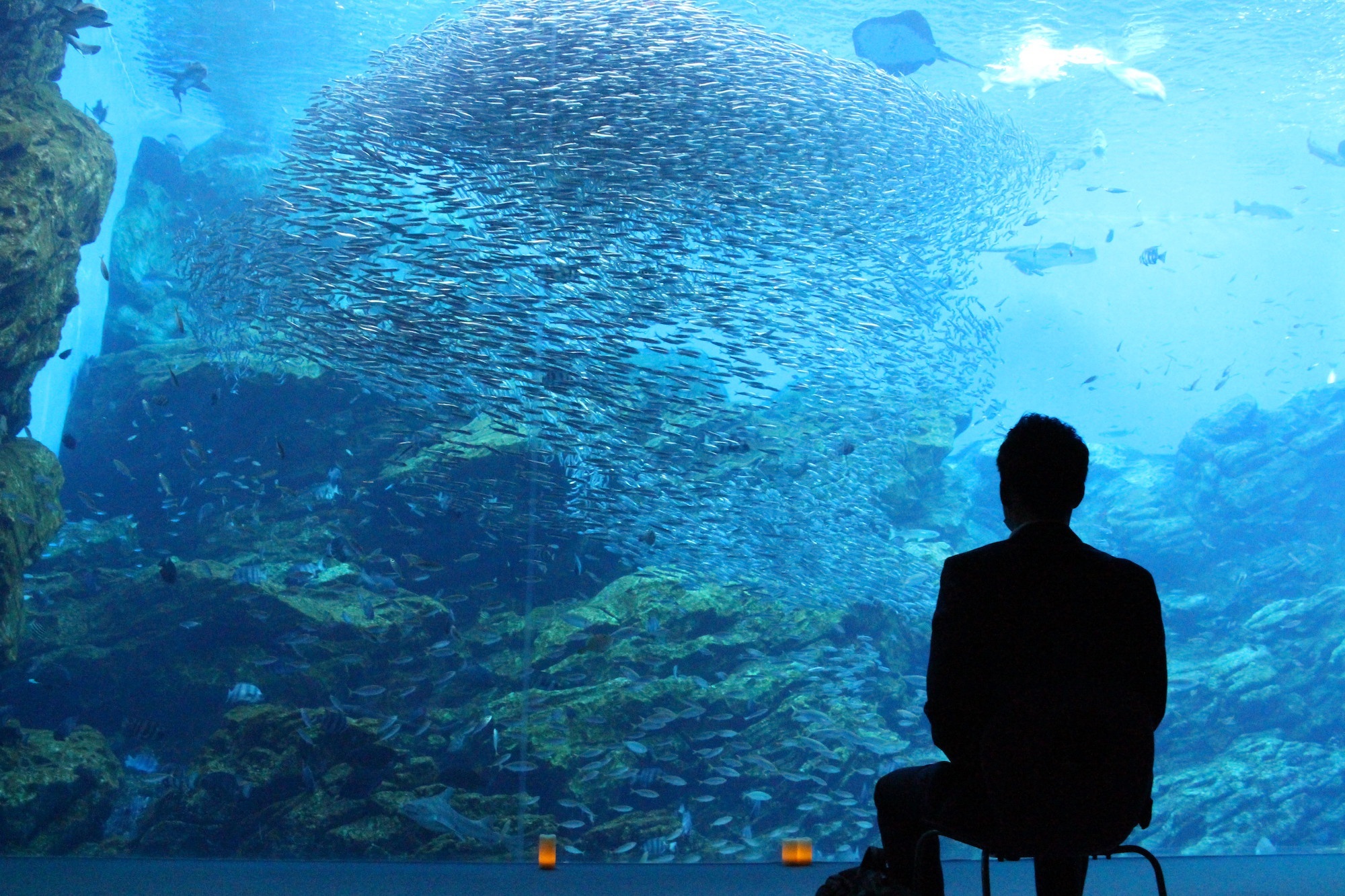 「おひとりさまナイト水族館」も仙台うみの杜水族館を代表するナイトイベント