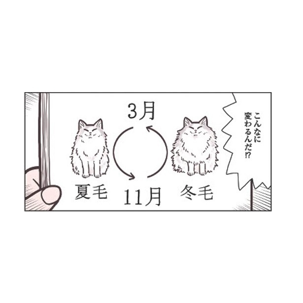 『猫と幸せに暮らすための教科書』