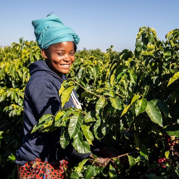 生産地において、環境保全や農家の生活、労働環境の改善といったサステナブルな取り組みをしている。写真はザンビアのコーヒー農家